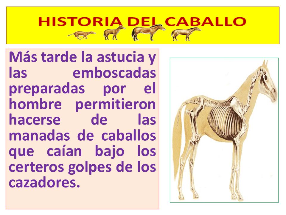 Más tarde la astucia y las emboscadas preparadas por el hombre permitieron hacerse de las manadas de caballos que caían bajo los certeros golpes de los cazadores.