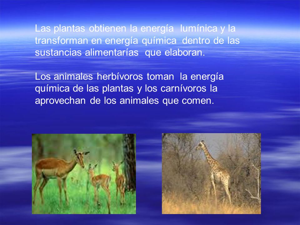 Las plantas obtienen la energía lumínica y la transforman en energía química dentro de las sustancias alimentarías que elaboran.