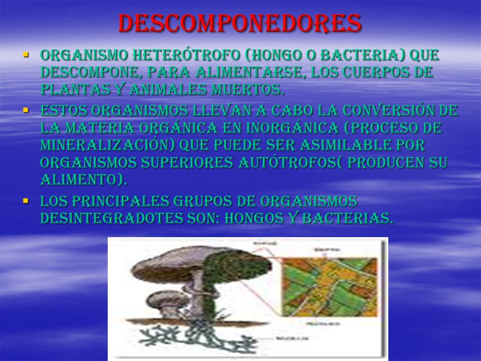 descomponedores Organismo heterótrofo (hongo o bacteria) que descompone, para alimentarse, los cuerpos de plantas y animales muertos.
