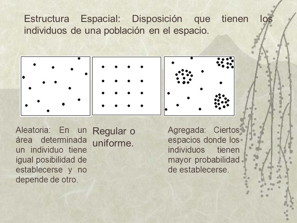 Estructura Espacial: Disposición que tienen los individuos de una población en el espacio.