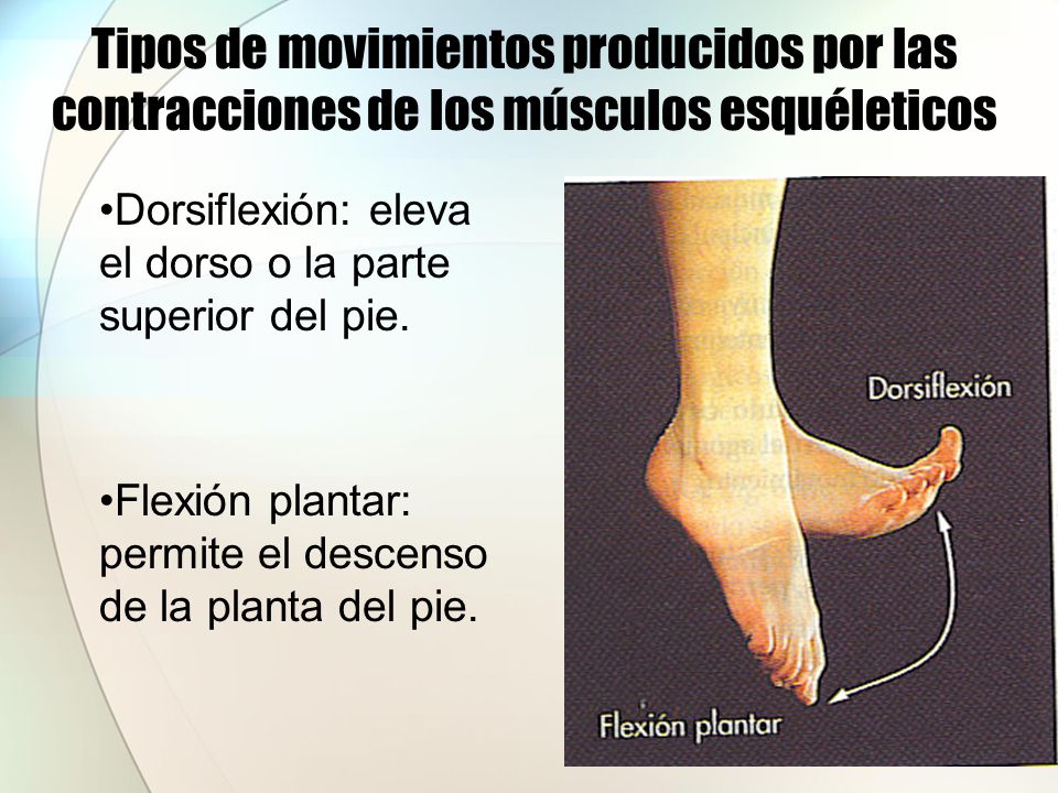 Tipos de movimientos producidos por las contracciones de los músculos esquéleticos