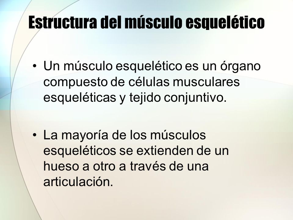 Estructura del músculo esquelético
