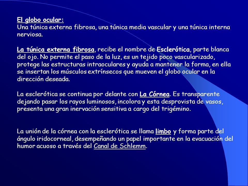 El globo ocular: Una túnica externa fibrosa, una túnica media vascular y una túnica interna nerviosa.