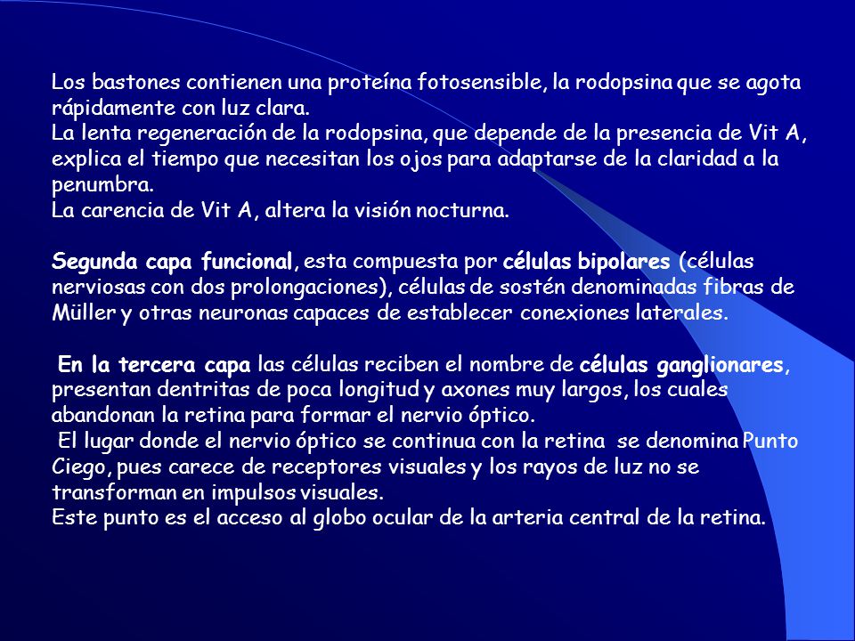 Los bastones contienen una proteína fotosensible, la rodopsina que se agota rápidamente con luz clara.