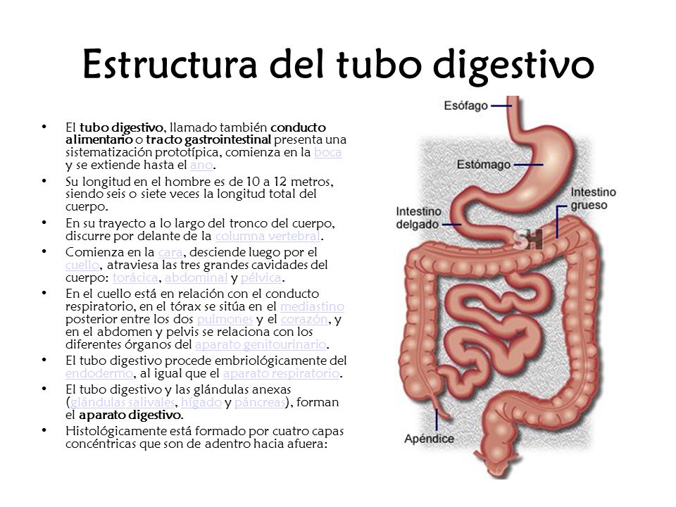 Partes del sistema digestivo - ppt video online descargar