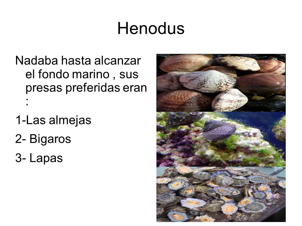 Henodus Nadaba hasta alcanzar el fondo marino , sus presas preferidas eran : 1-Las almejas. 2- Bigaros.
