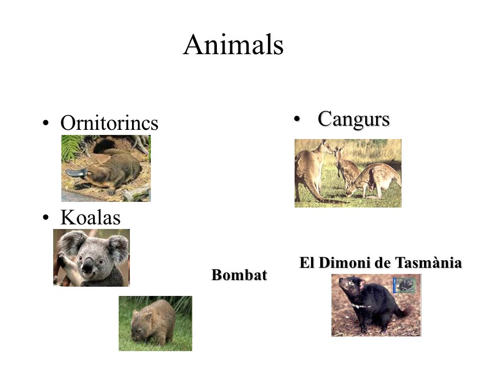 Animals Cangurs Ornitorincs Koalas El Dimoni de Tasmània Bombat