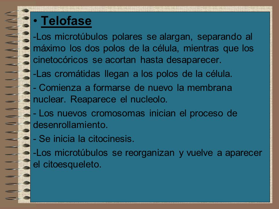 Telofase