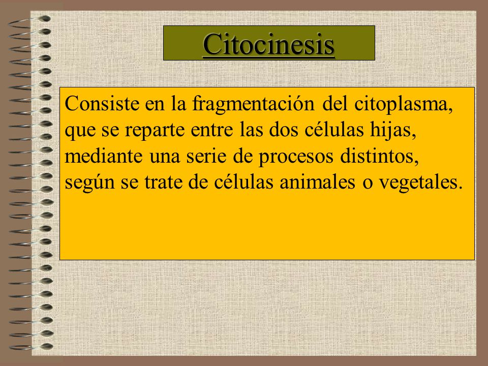 Citocinesis