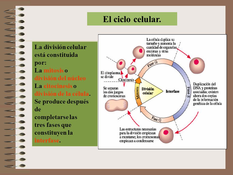 El ciclo celular. La división celular está constituida por: