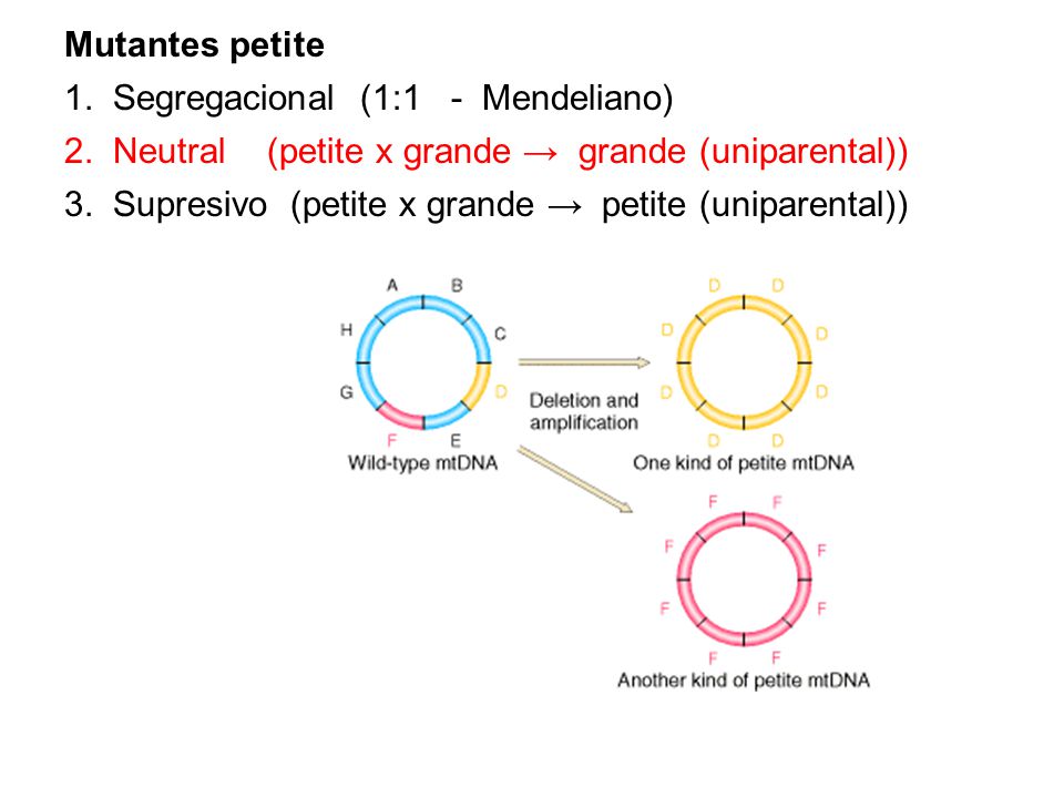 Mutantes petite 1. Segregacional (1:1 - Mendeliano) 2. Neutral (petite x grande → grande (uniparental))