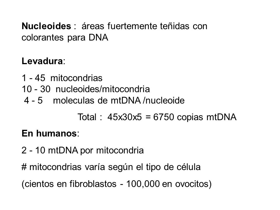 Nucleoides : áreas fuertemente teñidas con colorantes para DNA