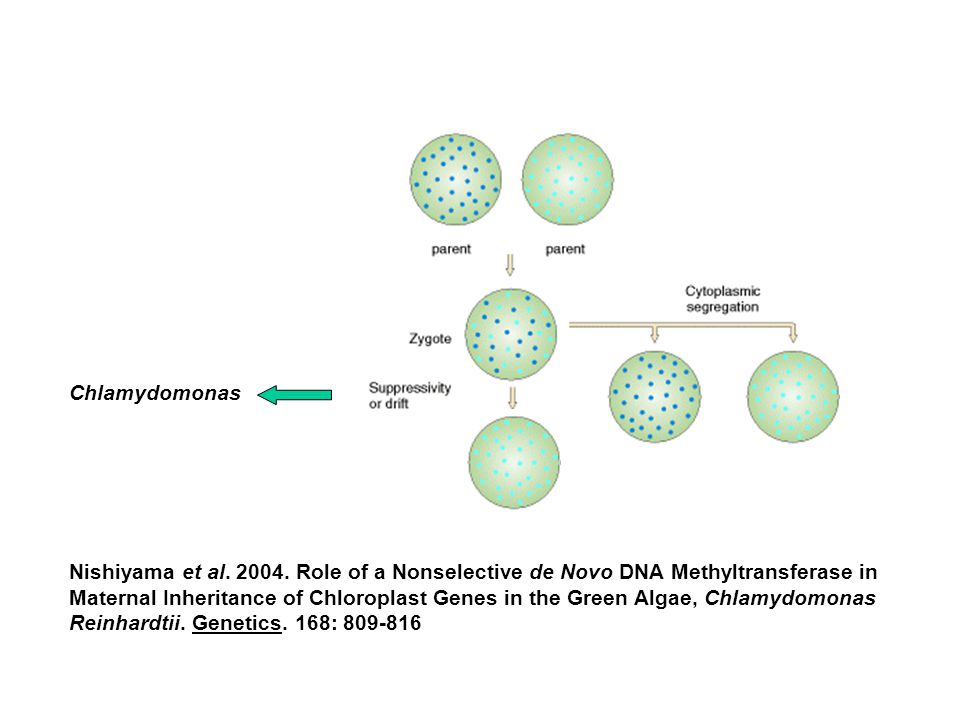 Chlamydomonas Nishiyama et al Role of a Nonselective de Novo DNA Methyltransferase in.