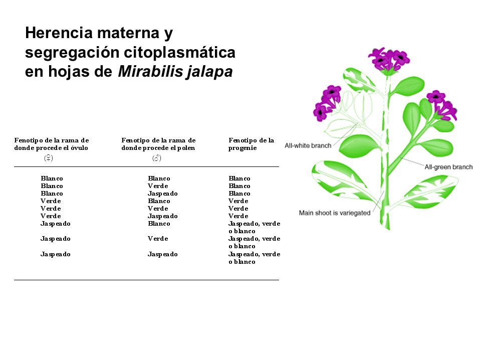 Herencia materna y segregación citoplasmática en hojas de Mirabilis jalapa