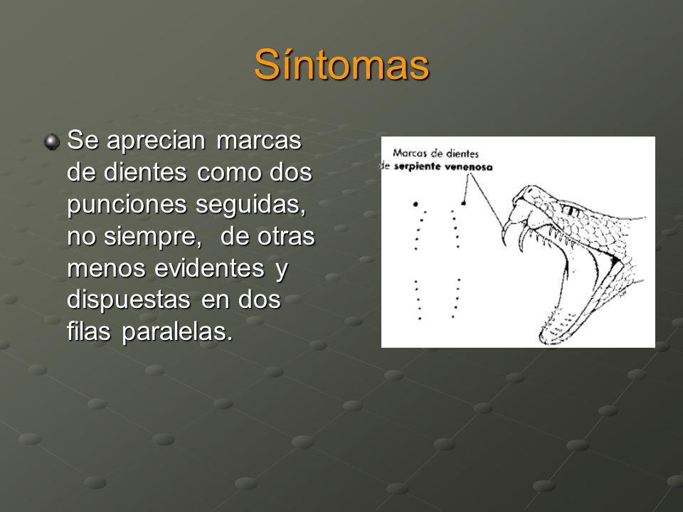 Síntomas Se aprecian marcas de dientes como dos punciones seguidas, no siempre, de otras menos evidentes y dispuestas en dos filas paralelas.