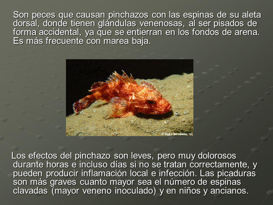 Son peces que causan pinchazos con las espinas de su aleta dorsal, donde tienen glándulas venenosas, al ser pisados de forma accidental, ya que se entierran en los fondos de arena. Es más frecuente con marea baja.