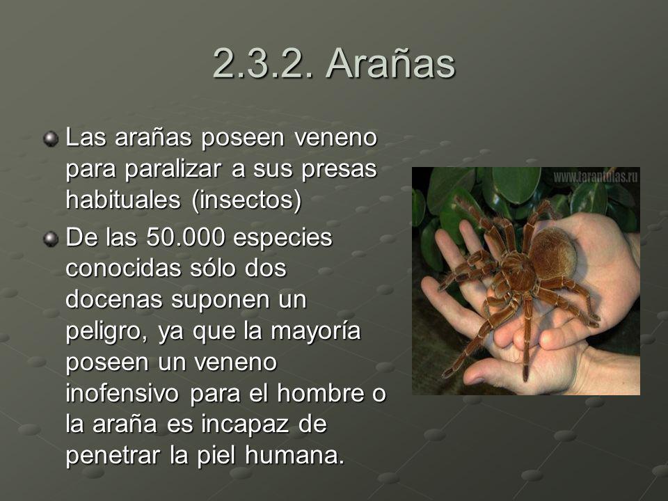 Arañas Las arañas poseen veneno para paralizar a sus presas habituales (insectos)