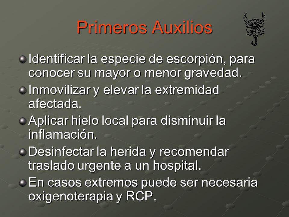 Primeros Auxilios Identificar la especie de escorpión, para conocer su mayor o menor gravedad. Inmovilizar y elevar la extremidad afectada.