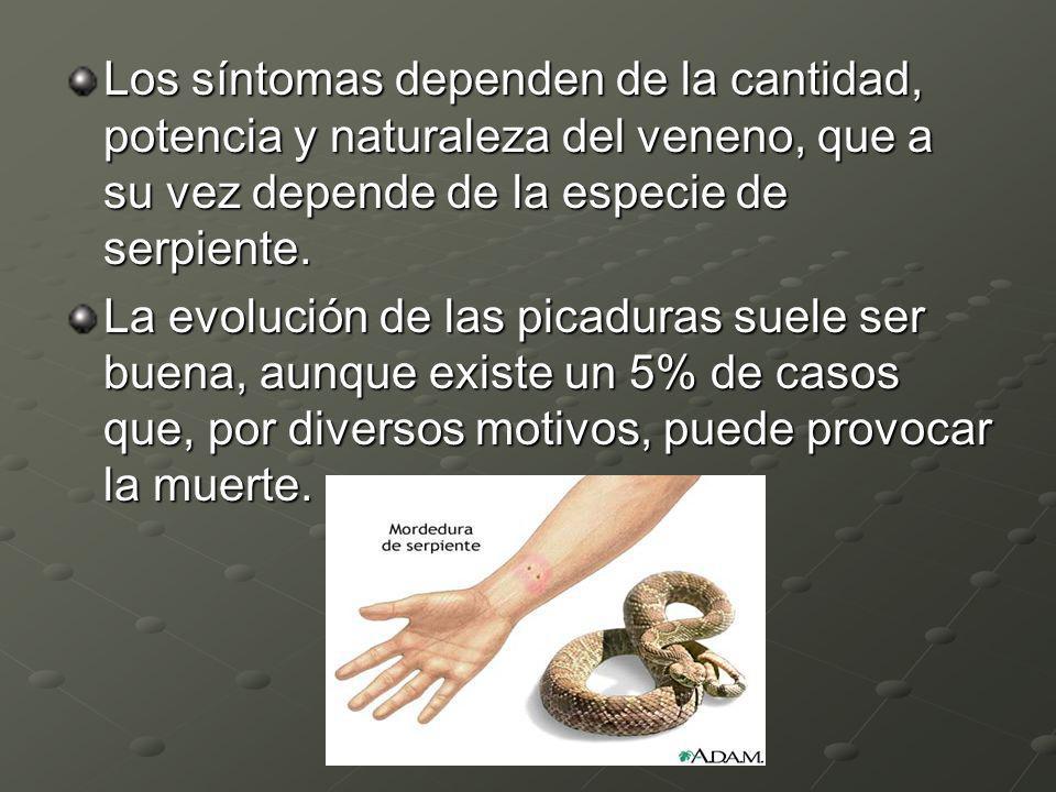 Los síntomas dependen de la cantidad, potencia y naturaleza del veneno, que a su vez depende de la especie de serpiente.