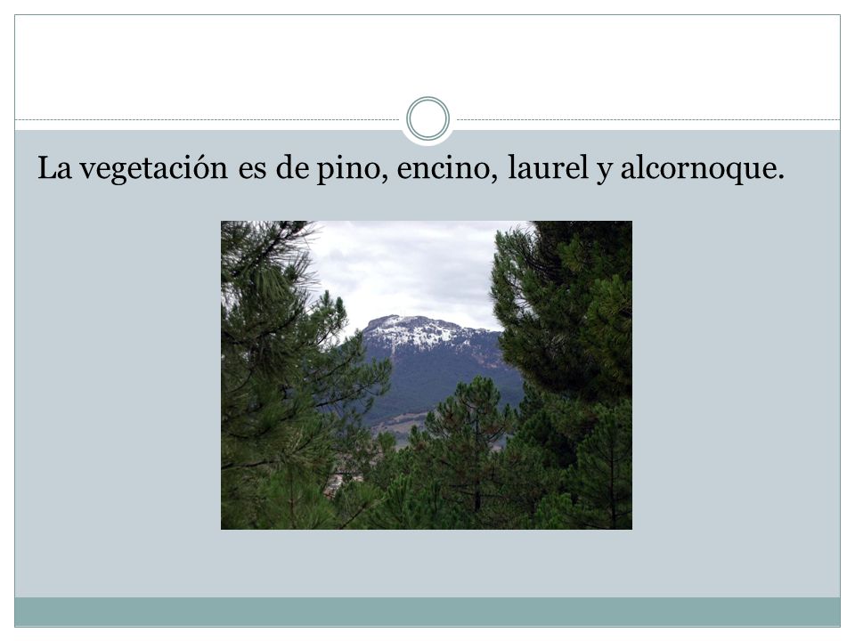 La vegetación es de pino, encino, laurel y alcornoque.