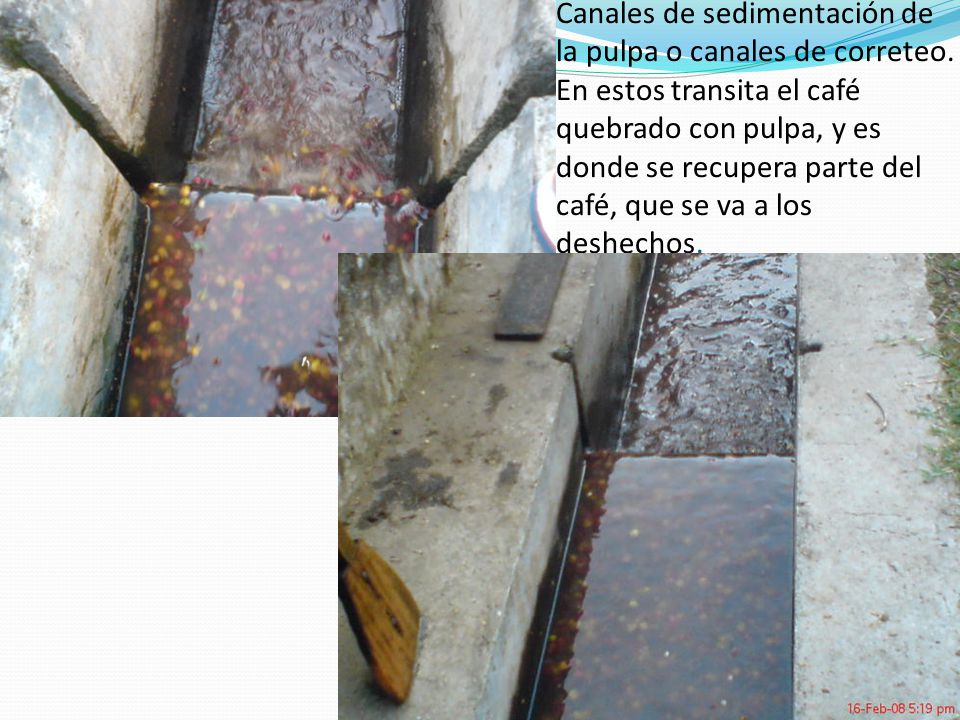 Canales de sedimentación de la pulpa o canales de correteo