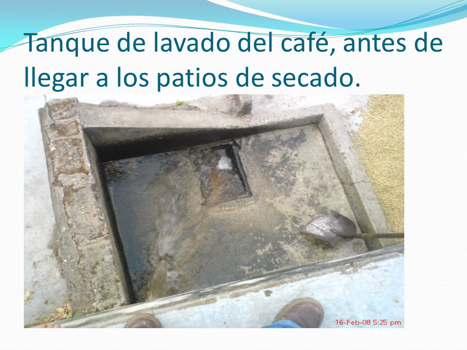 Tanque de lavado del café, antes de llegar a los patios de secado.