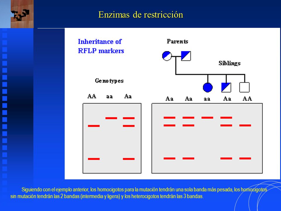 Enzimas de restricción
