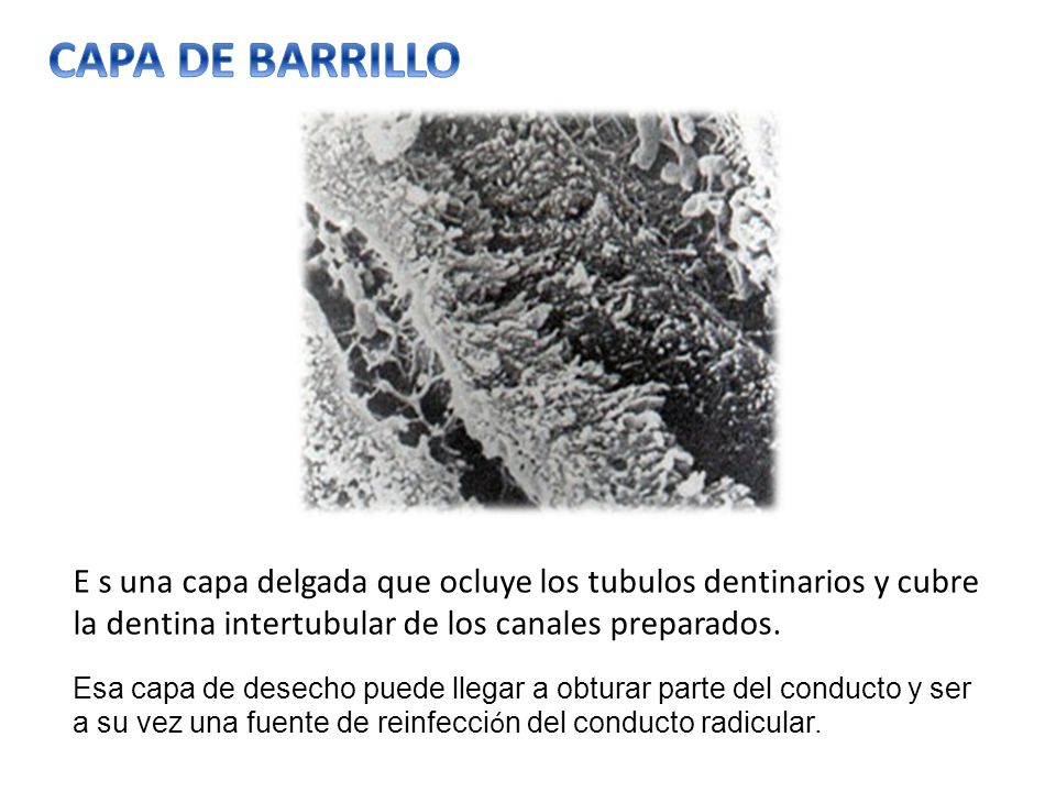 CAPA DE BARRILLO E s una capa delgada que ocluye los tubulos dentinarios y cubre la dentina intertubular de los canales preparados.
