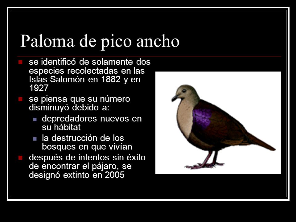 Paloma de pico ancho se identificó de solamente dos especies recolectadas en las Islas Salomón en 1882 y en