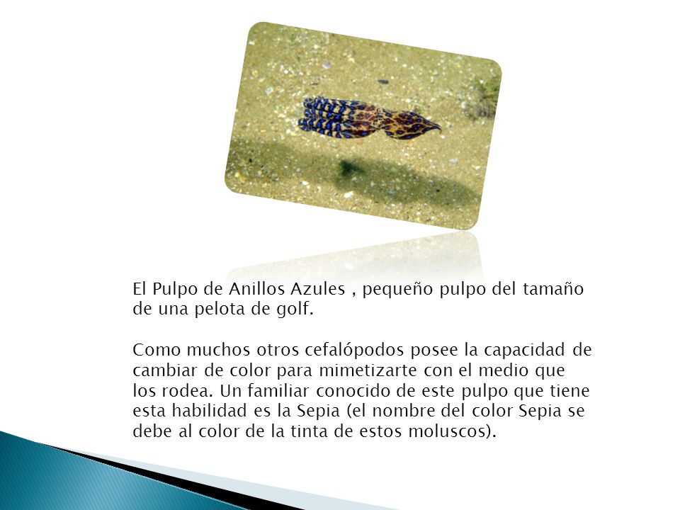 El Pulpo de Anillos Azules , pequeño pulpo del tamaño de una pelota de golf.
