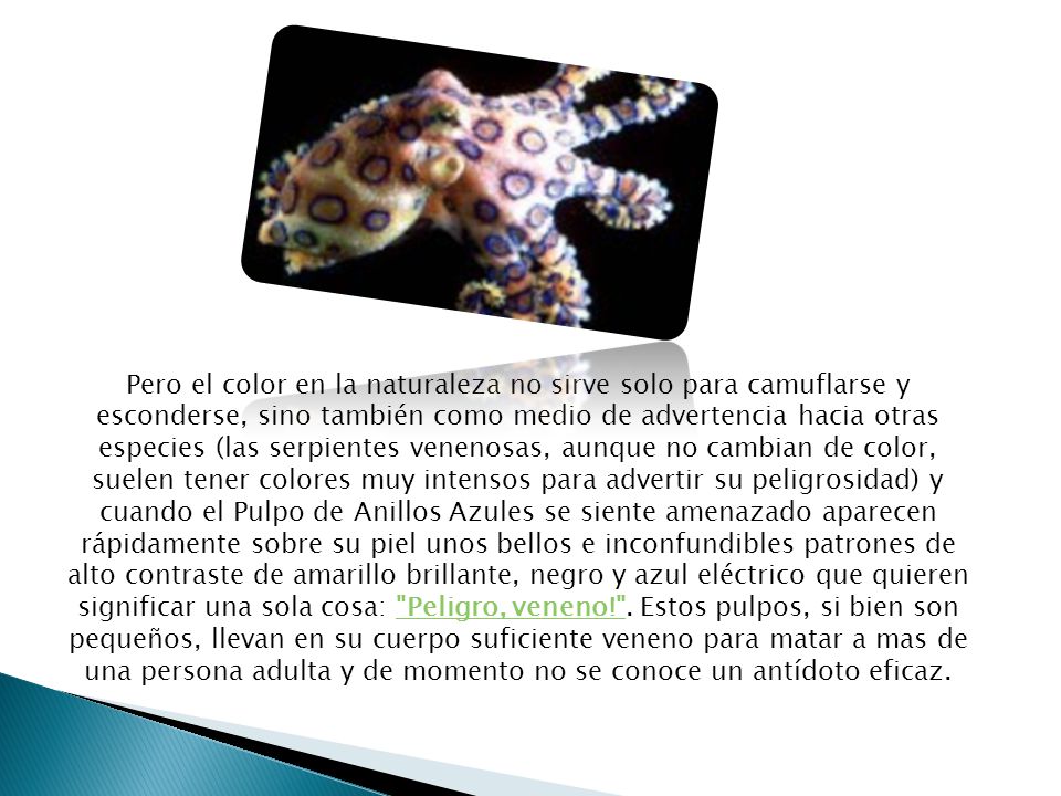 Pero el color en la naturaleza no sirve solo para camuflarse y esconderse, sino también como medio de advertencia hacia otras especies (las serpientes venenosas, aunque no cambian de color, suelen tener colores muy intensos para advertir su peligrosidad) y cuando el Pulpo de Anillos Azules se siente amenazado aparecen rápidamente sobre su piel unos bellos e inconfundibles patrones de alto contraste de amarillo brillante, negro y azul eléctrico que quieren significar una sola cosa: Peligro, veneno! .