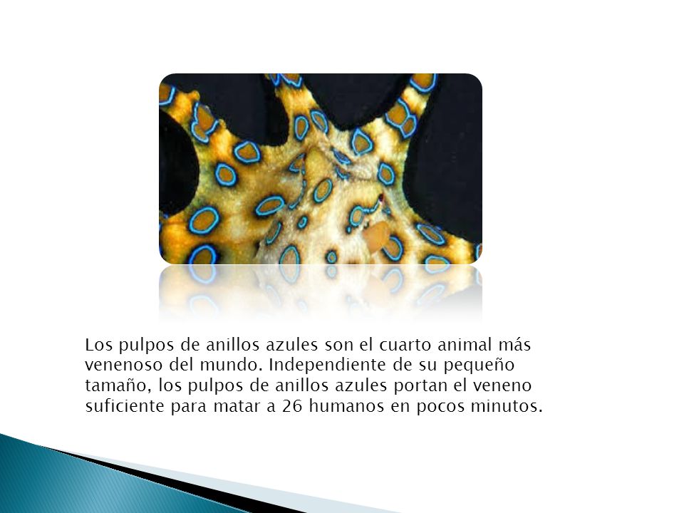 Los pulpos de anillos azules son el cuarto animal más venenoso del mundo.