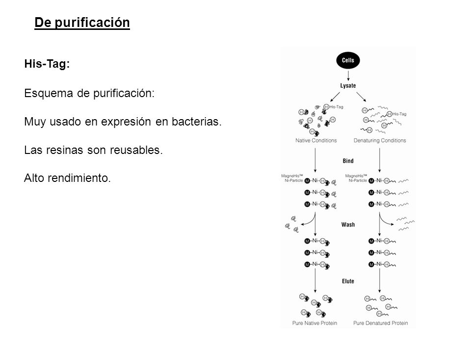 De purificación His-Tag: Esquema de purificación: