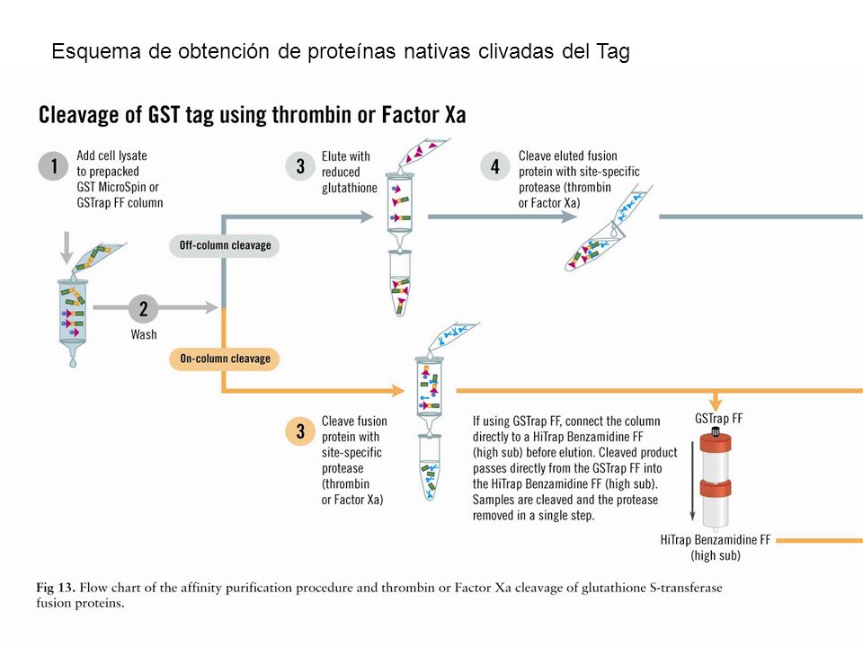 Esquema de obtención de proteínas nativas clivadas del Tag