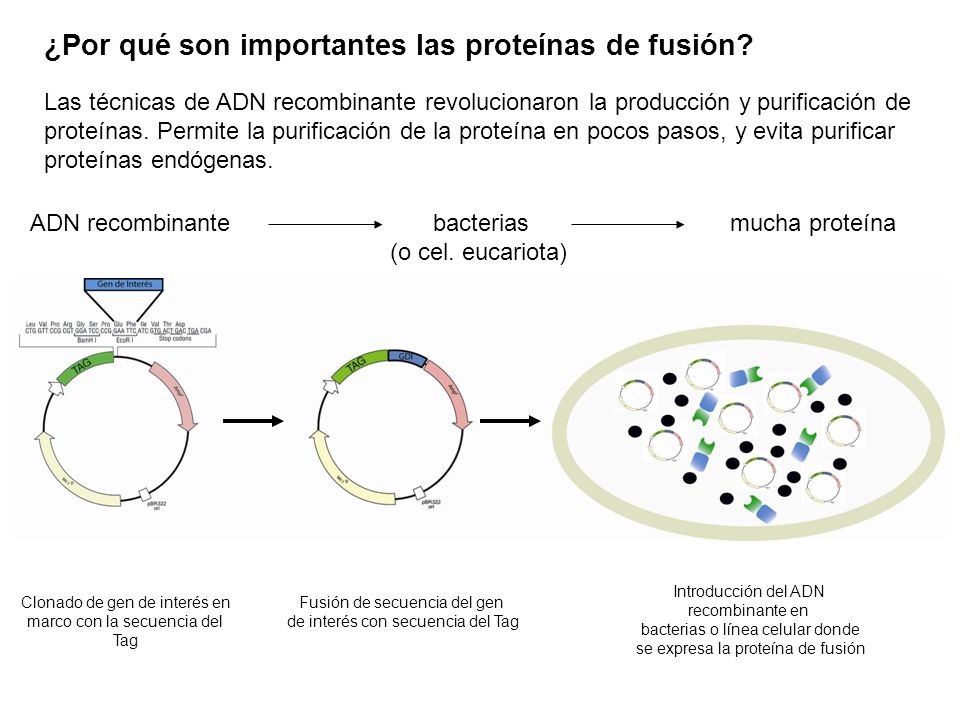 ¿Por qué son importantes las proteínas de fusión