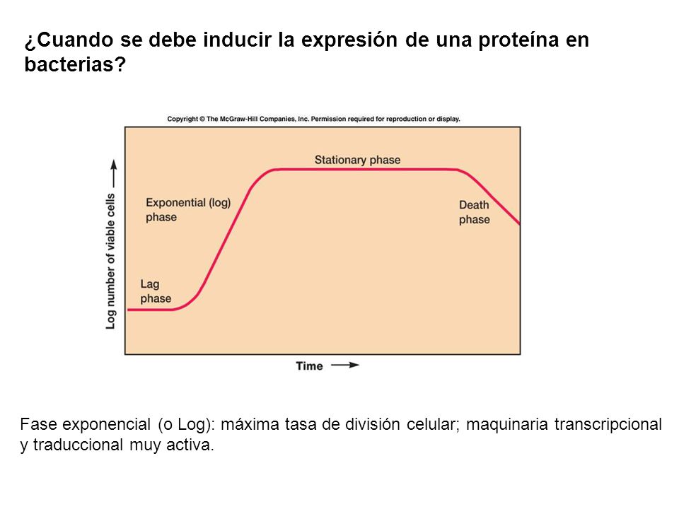 ¿Cuando se debe inducir la expresión de una proteína en bacterias