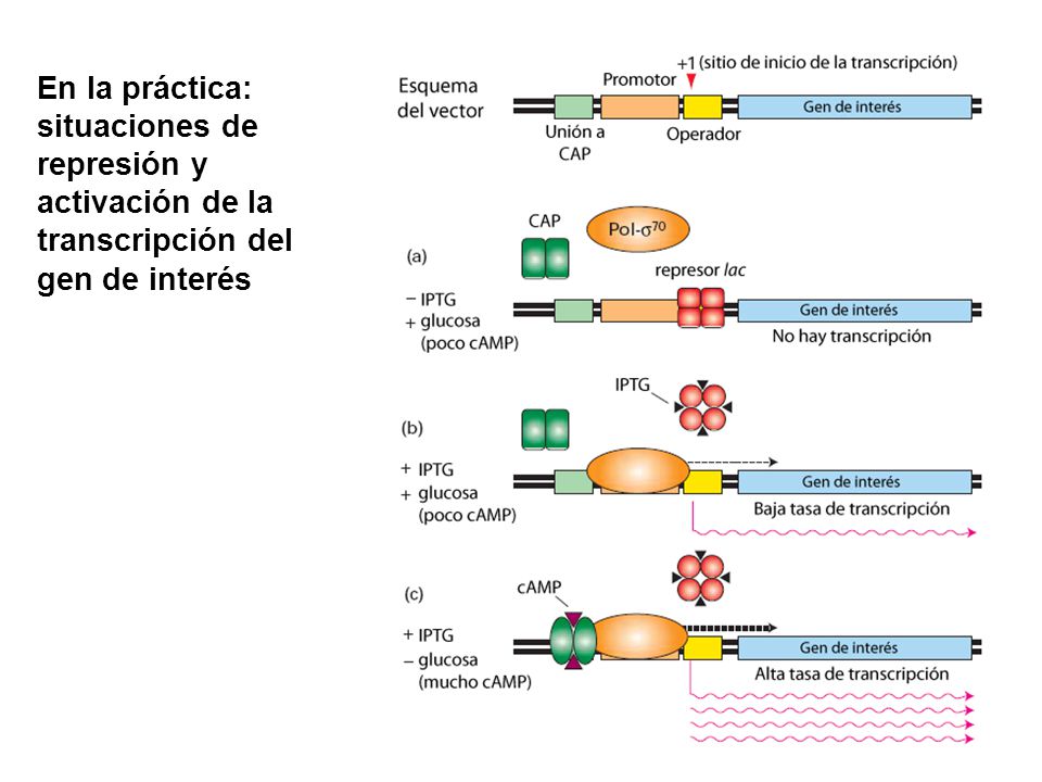 En la práctica: situaciones de represión y activación de la transcripción del gen de interés