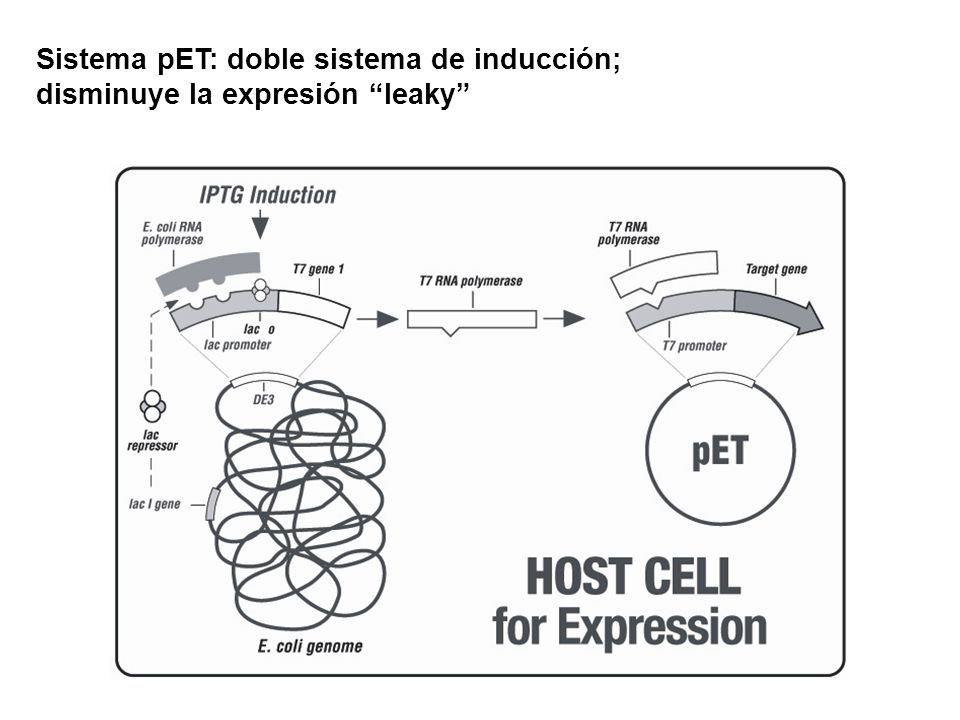 Sistema pET: doble sistema de inducción; disminuye la expresión leaky