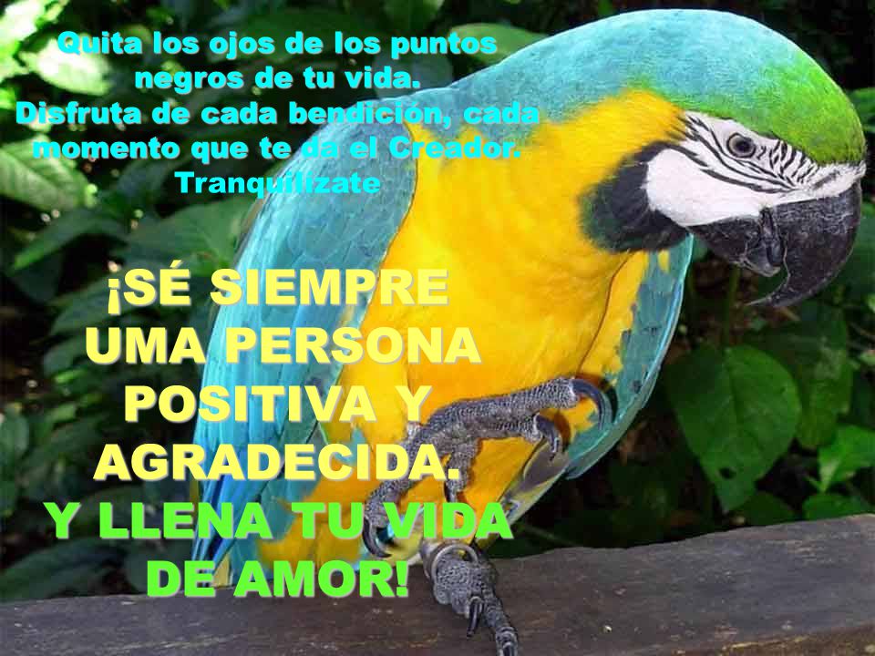 Quita los ojos de los puntos negros de tu vida.