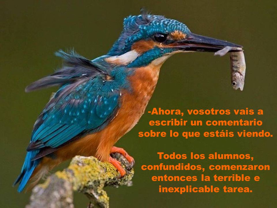Ahora, vosotros vais a escribir un comentario sobre lo que estáis viendo.