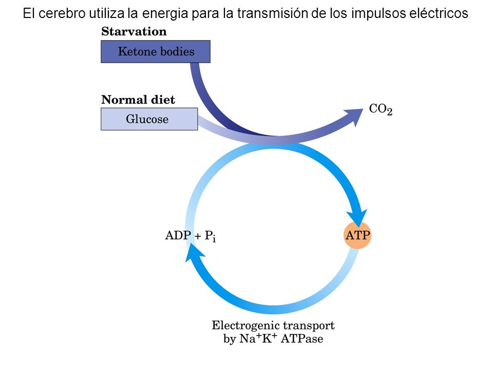 El cerebro utiliza la energia para la transmisión de los impulsos eléctricos
