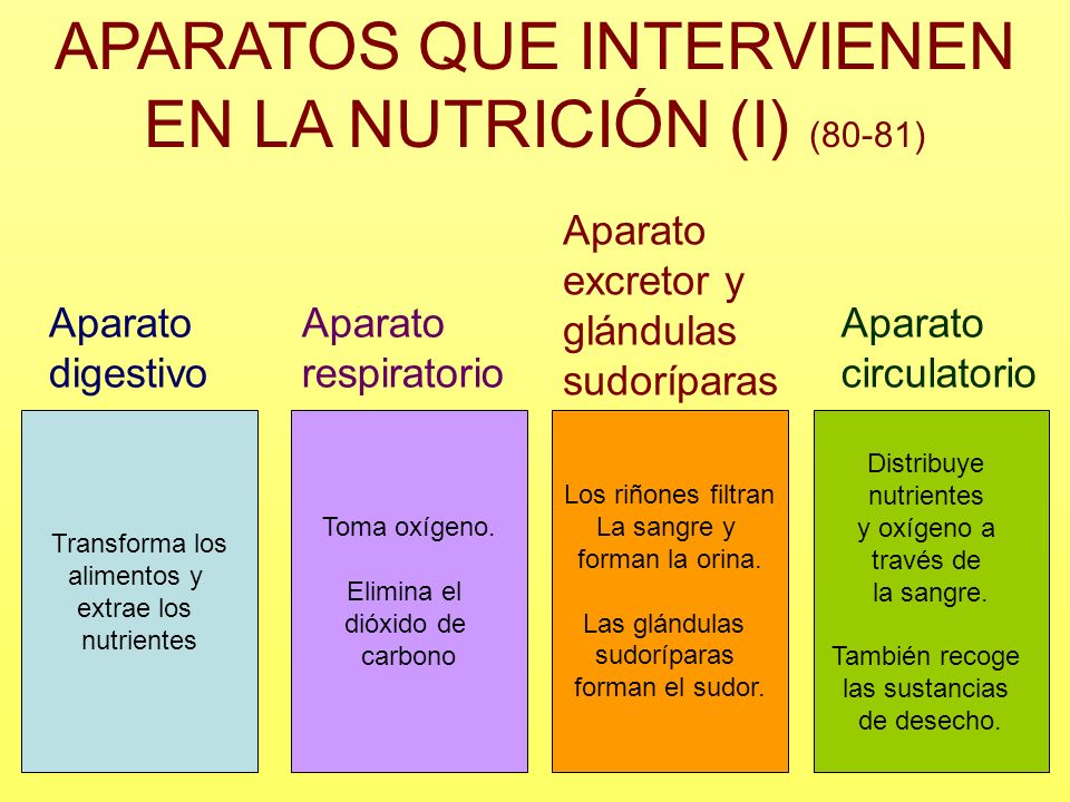 APARATOS QUE INTERVIENEN EN LA NUTRICIÓN (I) (80-81)