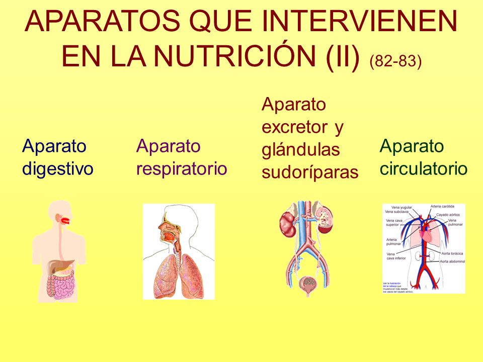 APARATOS QUE INTERVIENEN EN LA NUTRICIÓN (II) (82-83)