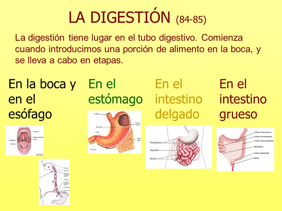 LA DIGESTIÓN (84-85) En la boca y en el esófago En el estómago