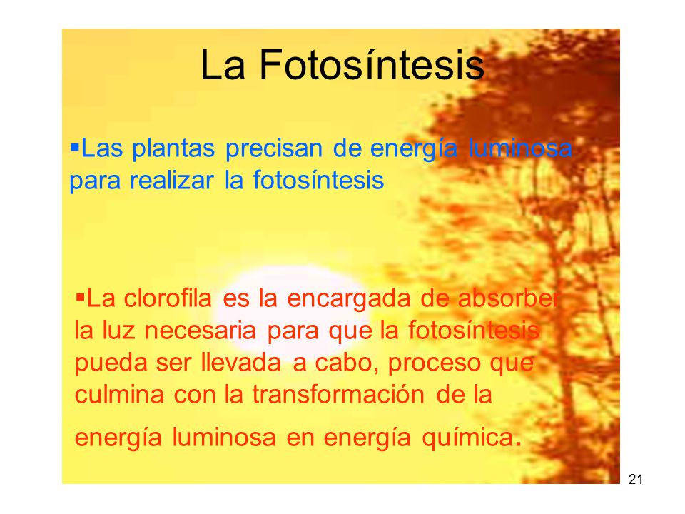 La Fotosíntesis Las plantas precisan de energía luminosa para realizar la fotosíntesis.