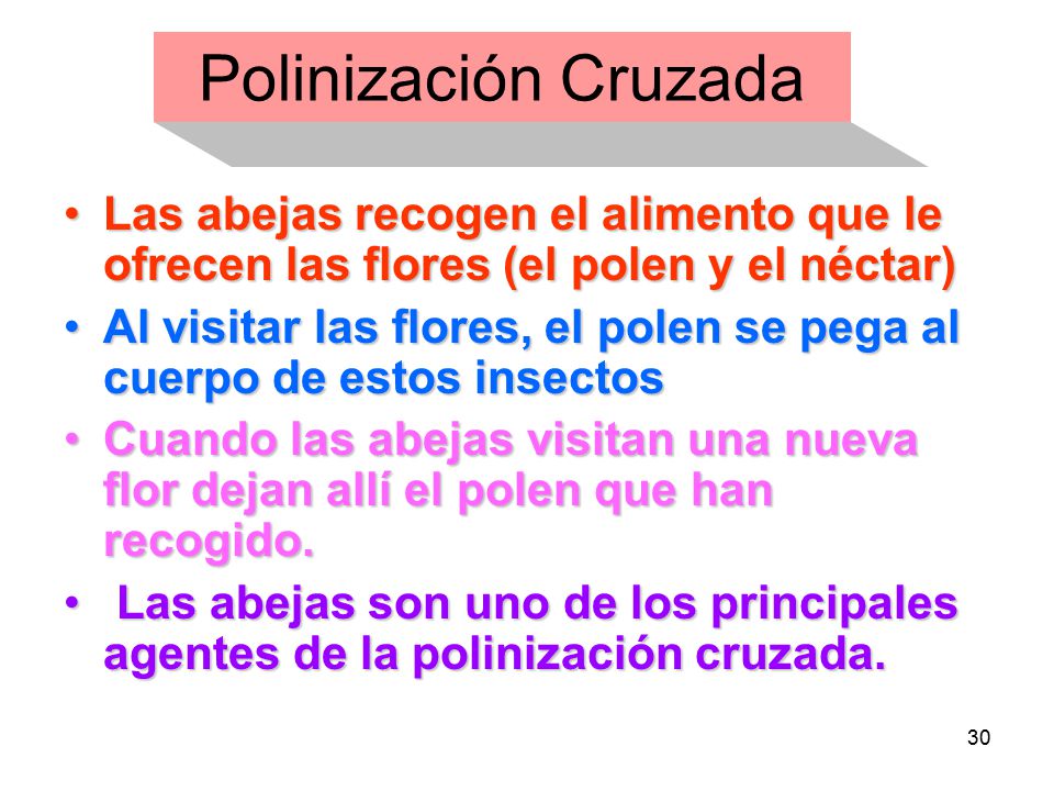 Polinización Cruzada Las abejas recogen el alimento que le ofrecen las flores (el polen y el néctar)