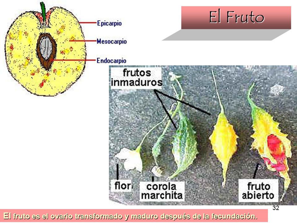 El Fruto El fruto es el ovario transformado y maduro después de la fecundación.