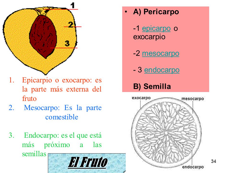 A) Pericarpo -1 epicarpo o exocarpio -2 mesocarpo - 3 endocarpo B) Semilla