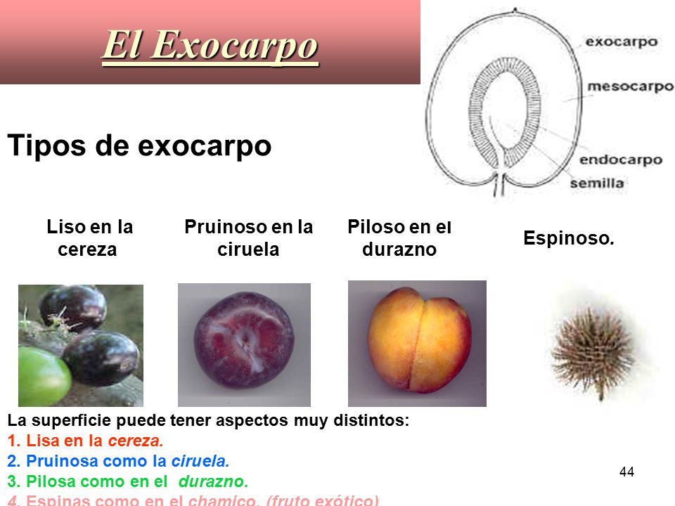 El Exocarpo Tipos de exocarpo Liso en la cereza Pruinoso en la ciruela