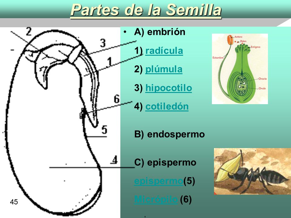 Partes de la Semilla A) embrión 1) radícula 2) plúmula 3) hipocotilo 4) cotiledón B) endospermo C) epispermo epispermo(5) Micrópilo (6)